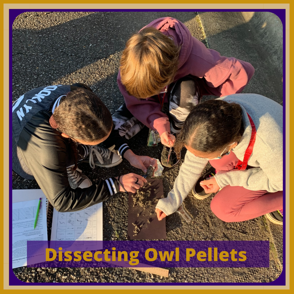Seventh-grade science students dissecting owl pellets.