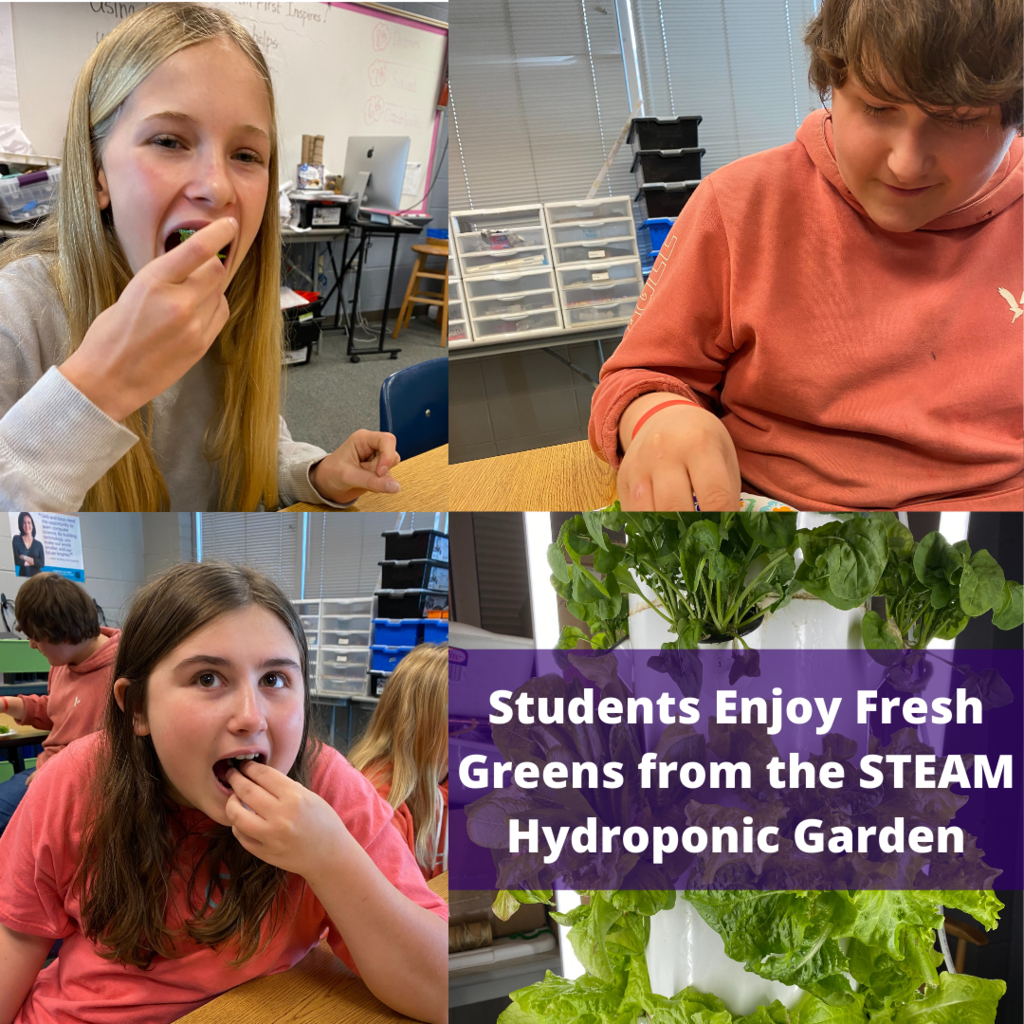 STEAM students grew lettuce, kale, and arugula in the classroom with their vertical hydroponic garden and enjoyed tasting fresh greens today!